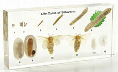 Life Cycle of Silkworm teaching specimen