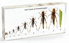 Life Cycle of Grasshopper teaching specimen