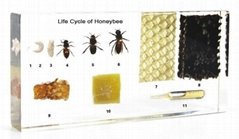 Life Cycle of Honeybee teaching specimen