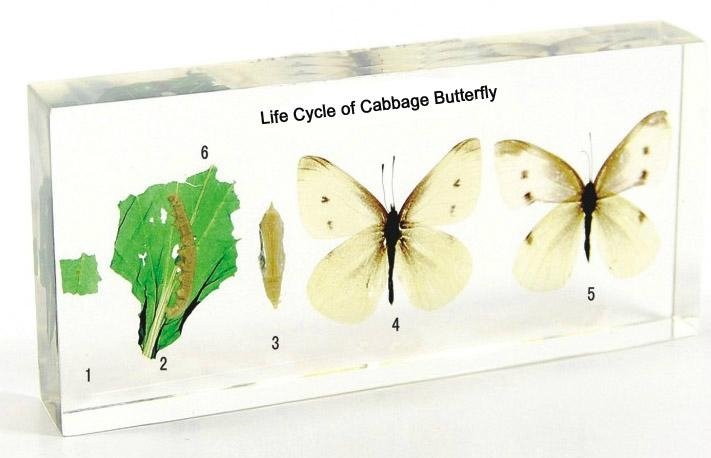 Life Cycle of Cabbage Butterfly Biology specimen