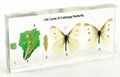 Life Cycle of Cabbage Butterfly Biology