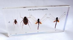 Life Cycle of Dragonfly plastomount