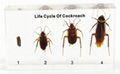 Life Cycle of Cockroach embedded specimen for science 1