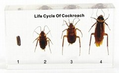 Life Cycle of Cockroach embedded specimen for science