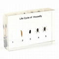 Life Cycle of Housefly plastic block