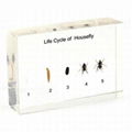 Life Cycle of Housefly plastic block 