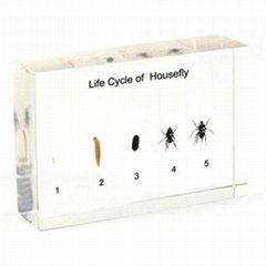 Life Cycle of Housefly plastic block
