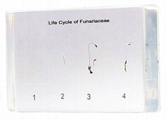 Life Cycle of Funariaceae acrylic specimen