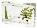 Life Cycle of Fern acrylic block