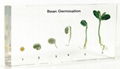 Bean Germination plant specimen 1