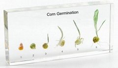 Corn Germination plant germination specimen
