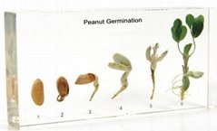 Peanut Germination educational embedded specimen