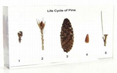 Life Cycle of Pine teaching materials