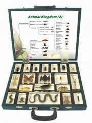 Animal Kingdom (II) Embedded specimen kits