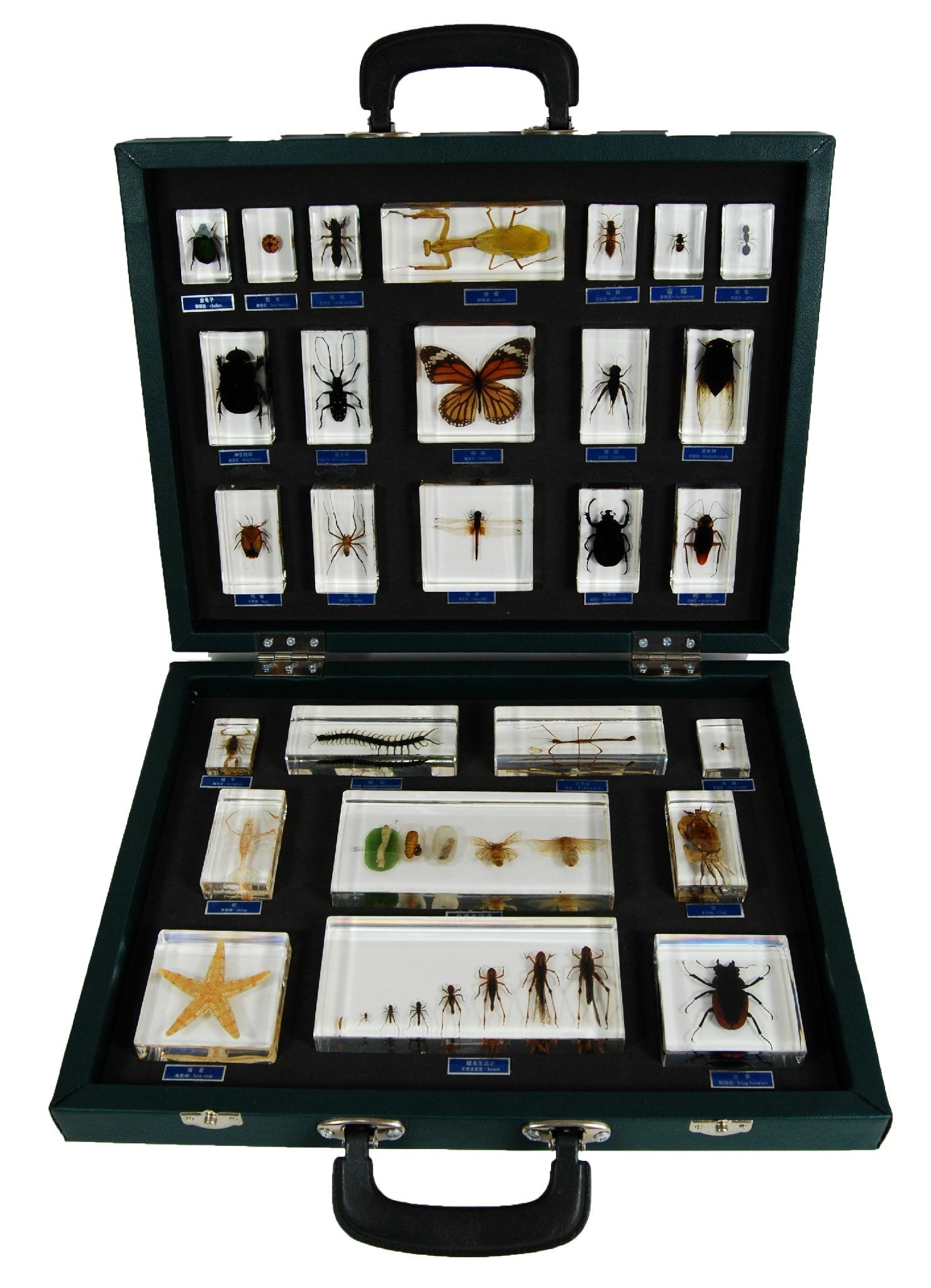 27 Insect Specimen Kits qianfan