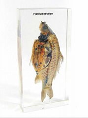 Fish Dissection embedded specimen preserved specimen