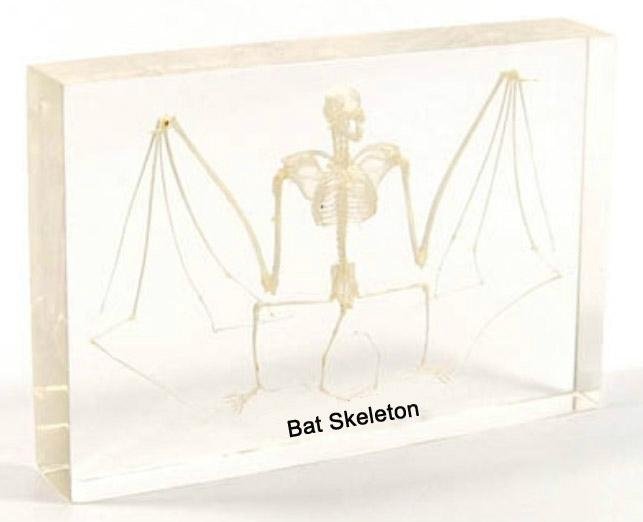 Bat Skeleton Embedded specimen