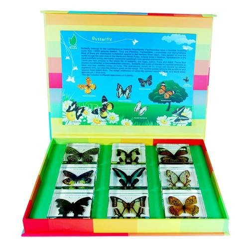 Butterflies Embedded Specimen Kids Biology
