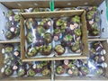 mangosteen 1