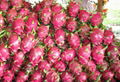 dragon fruit