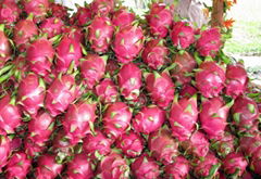 dragon fruit