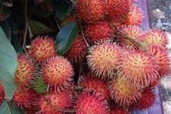 rambutan