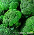 Glucoraphanin  broccoli seed extract