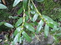  Total Dendrobium alkali Dendrobium nobile extract