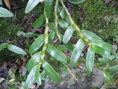 Total Dendrobium alkali Dendrobium