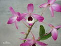  Total Dendrobium alkali Dendrobium nobile extract 3