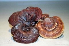 Ganoderma Lucidum Acid a Found in Ganoderma Mushrooms