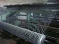 hexagonal wire mesh