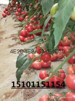 大果番茄種子 硬粉番茄品種 2