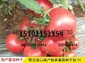 荷兰进口杂交番茄种子种植 1
