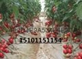 荷兰硬粉抗TY病毒进口番茄种子价格