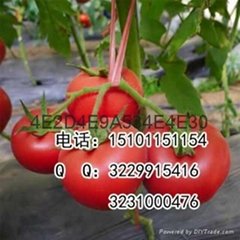金粉番茄种子价格进口番茄种子