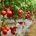 抗病硬粉大果型番茄种子价格