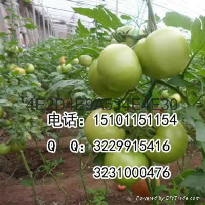 抗病硬粉大果型番茄种子价格 4