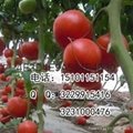 抗病硬粉大果型番茄种子价格