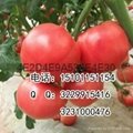 2020高产荷兰粉果番茄种子