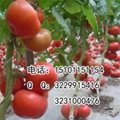 大果番茄种子 硬粉番茄品种