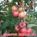 荷蘭320大果番茄品種 1
