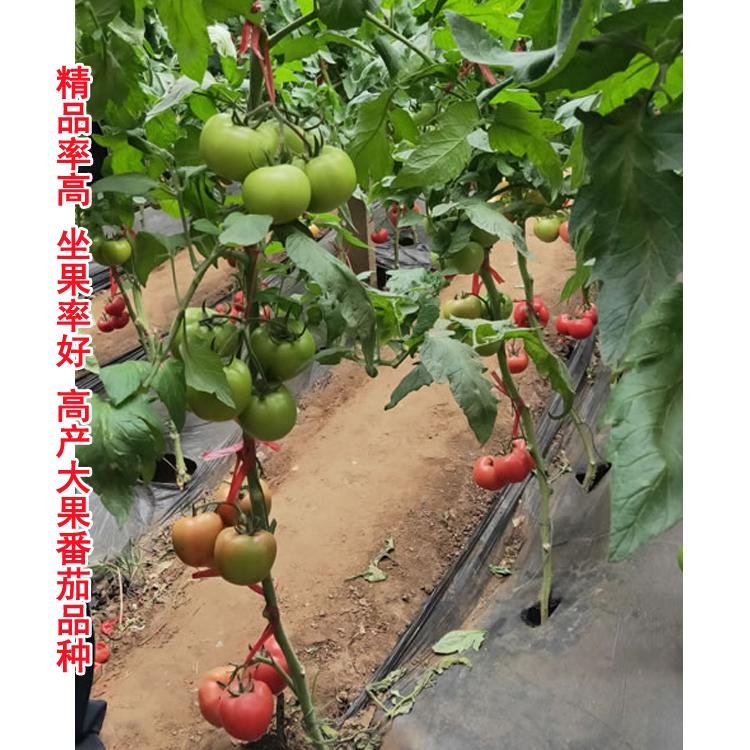 优质大果西红柿种子批发 2