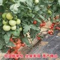优质大果西红柿种子批发 3