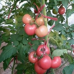 耐热高抗病秋延番茄种子，高产大果番茄品种