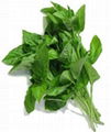 fresh basil 1