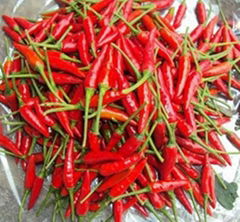 fresh small chilli