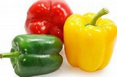 Capsicum