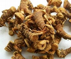 dried galanga