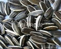 BCI SUNFLOWER SEED